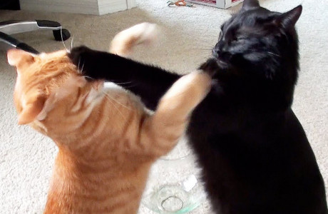 Picture of two cats fighting